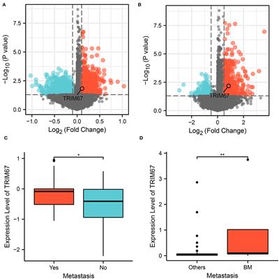 Role of Ultrasound Imaging in the Prediction of TRIM67 in Brain Metastases From Breast Cancer